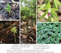 Image result for Nervilia