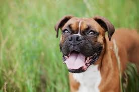 4 Best Boxer Breeders In Florida 2022 We Love Doodles