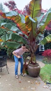 Image result for Ensete ventricosum