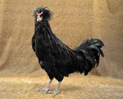 Black And White Speckled Chicken Name The Livestock Conservancy Livestock Conservancy Best Egg Laying Chickens Laying Chickens Breeds