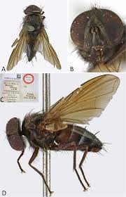 Image result for Terminalia trichopoda