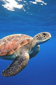 Swimming Sea Turtle Photography Animals Animal Photography Ideas Sea Turtle Cool Photography Anim Sea Turtles Photography Sea Turtle Pictures Sea Turtle Images