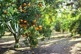 Citrus x sinensis, Sweet Orange — Horticulture Is Awesome!