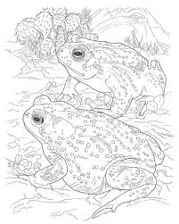 Desert Animals Coloring Pages Southwestern Toad Desert Animals Coloring Animal Coloring Pages Frog Coloring Pages