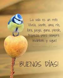 Imagenes de buenos dias animadas chistosas. 100 Imagenes De Buenos Dias 2021 Con Frases