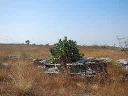 Image result for Anisotes