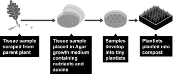 We say that the organism has been genetically modified. Http Www Fsg Rnu Tn Imgsite Cours Genetic 20modification 20and 20cloning Pdf