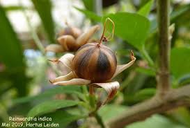 Image result for Reinwardtia indica
