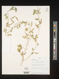 Image result for Cleome schimperi