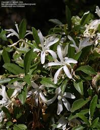 Image result for Turraea obtusifolia