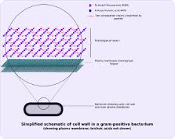 What chemical are cell walls made from. Cell Wall New World Encyclopedia