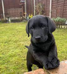 Black labrador retriever puppies for sale near me. Labrador Retriever Puppies For Sale Texas Male Lab Puppies For Sale Near Me Labrador Puppies For Sale Lab Puppies Silver Labrador Puppies