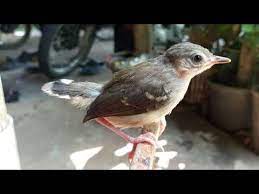 We did not find results for: Suara Ciblek Putih Ngeriwik Belajar Bunyi Ciri Perbedaan Ciblek Anakan Jantan Betina Youtube