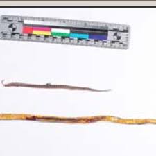 We did not find results for: Pdf Diadophis Punctatus Regalis Regal Ring Necked Snake Diet
