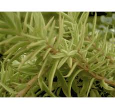 Image result for Helichrysum lineare