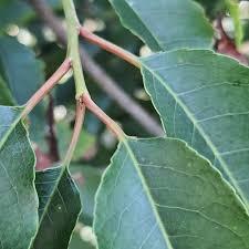 Image result for Inhambanella henriquesii