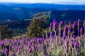 O Lavandário - Conheça os campos de lavanda em Cunha