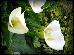 صور ورود 2020 اجمل صور زهور احلى صور ورود جميلة زينه flower images free beautiful flowers images flower images