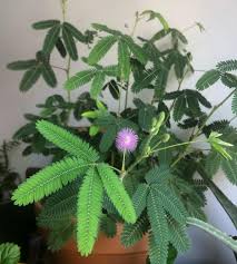 Buy your cannabis seeds online from the best seed bank in the usa. Buy Touch Me Not Plant Seeds Mountain Top Seed Bank