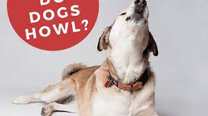 10 Reasons Why Dogs Howl Pethelpful