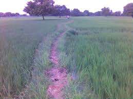 Varapu | Vayal Varappu | Vivek | Flickr