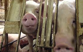 Maybe you would like to learn more about one of these? Beyond The Zoo How Captivity Affects The Mental Well Being Of All Animals One Green Planet