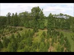 Table of contents how to plant norway spruce things you'll need 00:55. Reasons To Plant Norway Spruce Trees Youtube