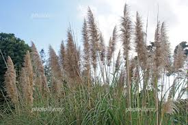 雄株の全体感 パンパスグラスの葉茎花穂 写真素材 5797836 フォトライブラリー Photolibrary