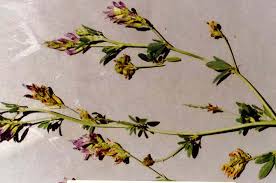 Image result for Medicago laciniata