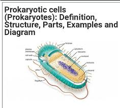 Simple picture of prokaryotic cell. Diagram Of Prokaryotic Cell Brainly In
