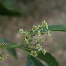 Image result for Hippocratea delagoensis