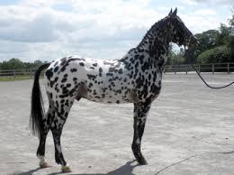 Woodend Kon Tiki Knabstrupper Usa Horses Cute Horses Horse Breeds