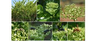 Image result for Premna hans-joachimii