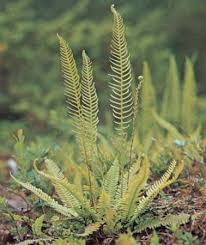 Image result for Anemiaceae