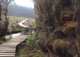 Image result for Erica kingaensis