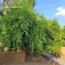 Image result for Salvadoraceae