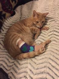Call or contact us today to learn more. Community Pet Hospital Washington 23 Photos 86 Reviews Veterinarians 12311 Washington St Thornton Co Phone Number