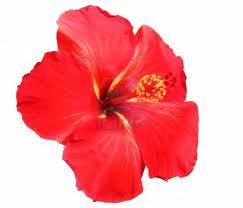 Bunga raya warna putih steemit. Halaman Download Gambar Bunga Raya Merah Kartun Ideas Pict For You