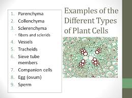 Plant cells have many other organelles that are essentially the same as organelles in other types of eukaryotic cells, such as animal cells. Plant Cells And Tissues Ppt Download