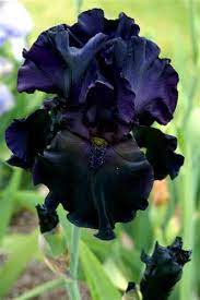 Black Iris Iris Flowers Garden Iris Flowers Plants