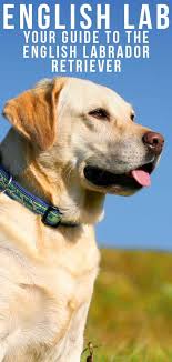 English Lab Your Guide To The English Labrador Retriever In 2020 English Labrador Labrador Retriever Dog Labrador Retriever