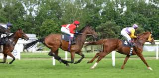 An equestrian click to see. What Do You Know About Horse Gait Trivia Quiz Proprofs Quiz