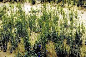 Image result for Equisetum ramosissimum