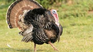 Blessed by a mediterranean climate and a rich. Maine To Open Turkey Season Early Wgme