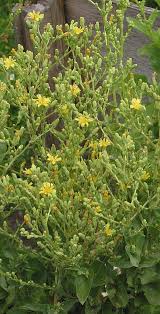 Image result for Lactuca lasiorhiza