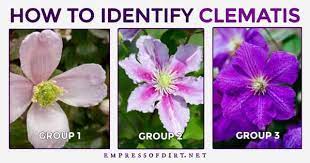 Clematis 'empress' produces large double flowers that have pink petals with darker pink center bars. Types Of Clematis How To Identify Yours Empress Of Dirt Clematis Plants Clematis Varieties Clematis Flower