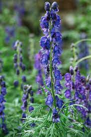 20 Flowers You Should Have In Your Fall Garden Autumn Garden Fall Flowers Plants