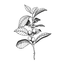 I've seen many drawings done with food and just thought i would give it a try. 7eea80b11b418fa9072a0194d1ca46ea Jpg 1149 1200 Coffee Tattoos Plant Tattoo Coffee Plant
