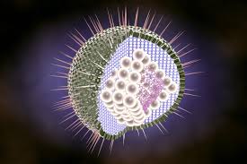 Herpes Simplex Virus Can Infect The Brain By Evading The Immune Response
