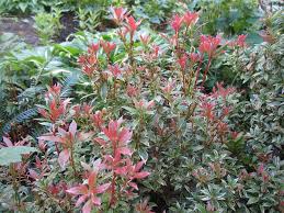 You can get 'little heath' for $24.50 at nurseries such as. Pieris Japonica Little Heath Pflanzen Kaufen Online
